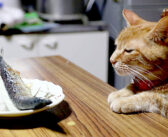 椅子に座ってサンマをジッと見つめていた猫さん。そのまま耐え続けるかと思っていたら… とっても可愛い行動に出た♡