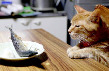 サンマを見つめる猫