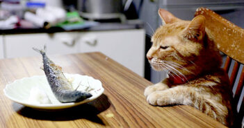 サンマを見つめる猫
