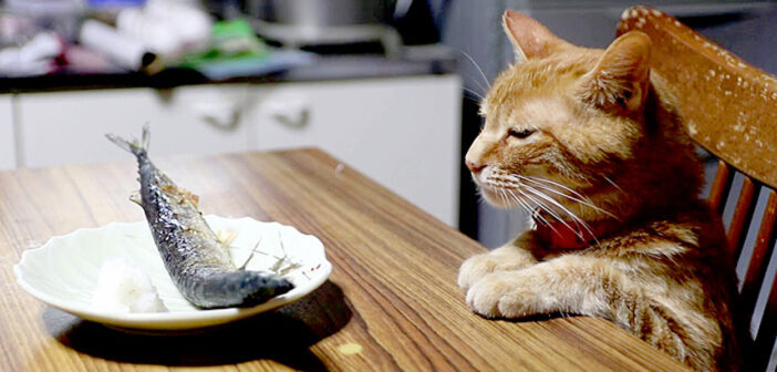サンマを見つめる猫