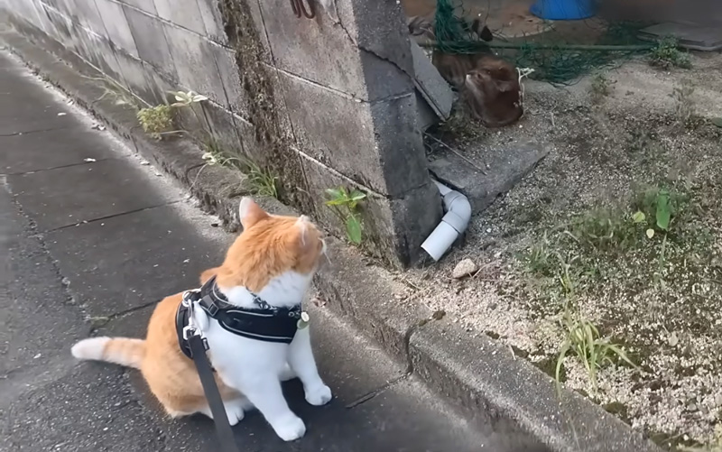 散歩中に網に引っかかっている猫を見つけた猫