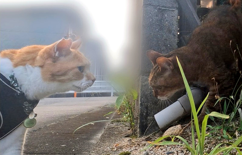 猫の救出の様子を心配そうに見守る猫