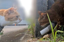 散歩中に網に引っかかっている猫を見つけた猫
