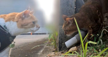 散歩中に網に引っかかっている猫を見つけた猫