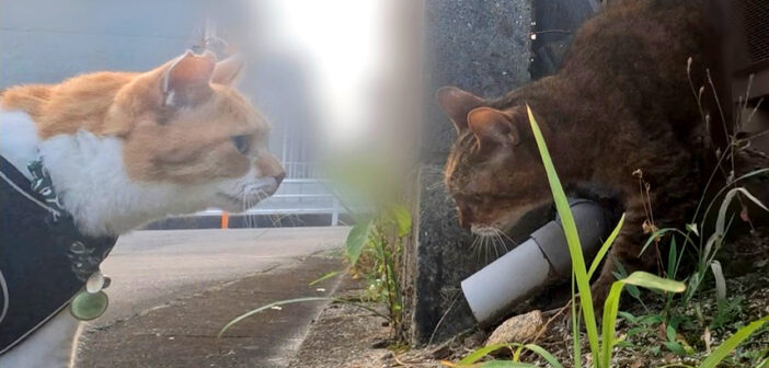 散歩中に網に引っかかっている猫を見つけた猫