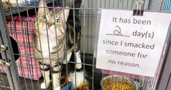 保護された猫