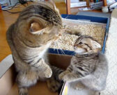 父猫に叱られちゃった子猫。シュンとしたかと思ったら、とっても可愛い反抗に出た (〃∇〃)!