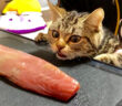カツオをプレゼントされた猫