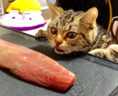 巨大なカツオをプレゼントされた猫さん。テンションが急上昇して、とっても可愛い反応が ( *´艸｀)♡