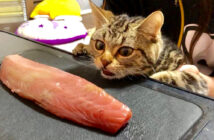 カツオをプレゼントされた猫