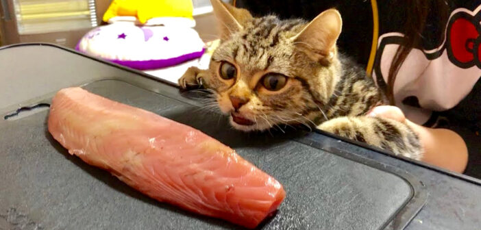 カツオをプレゼントされた猫