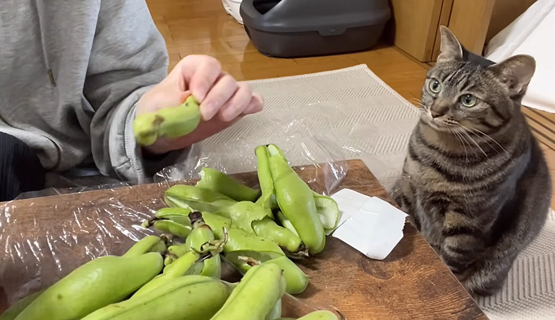 そら豆が気になる猫