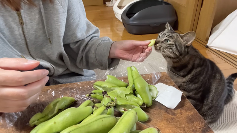 そら豆をクンクンする猫