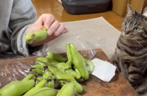 そら豆が気になる猫