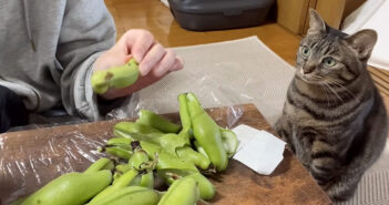 そら豆が気になる猫