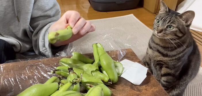 そら豆が気になる猫