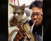 楽器にスッポリとハマって音を消す猫。飼い主さんがそのまま吹き続けると、とっても愛らしい反応が ( *´艸｀)♪