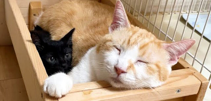 先住猫の横にすっぽりハマって幸せそうな保護子猫。その愛らしい光景に思わず心がポカポカに (*´ｪ｀*)♡