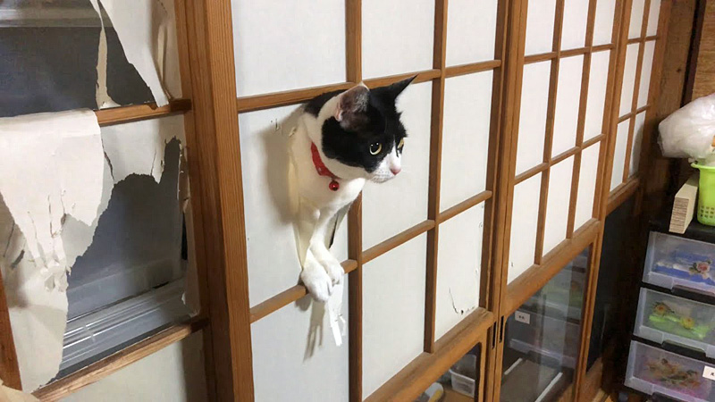 障子から顔を出す猫