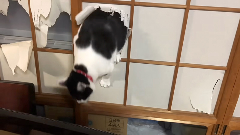 障子をぶち破る猫