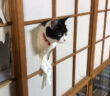 障子をぶち破る猫