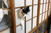 障子をぶち破る猫
