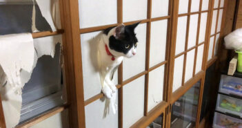 障子をぶち破る猫