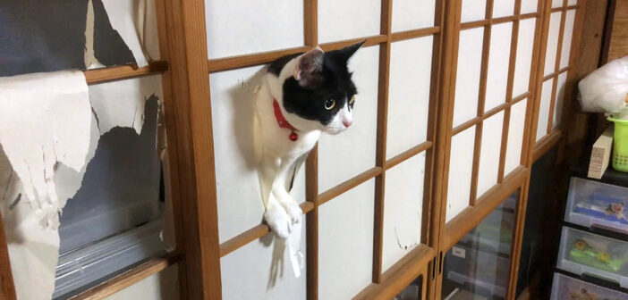 障子をぶち破る猫