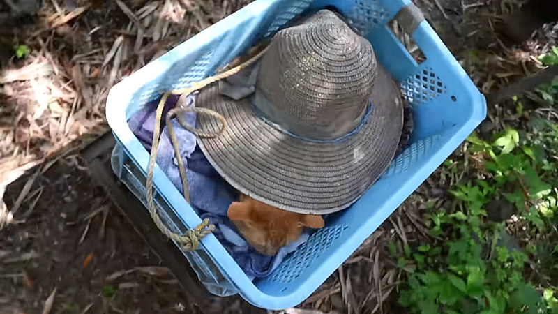 台車で移動する猫