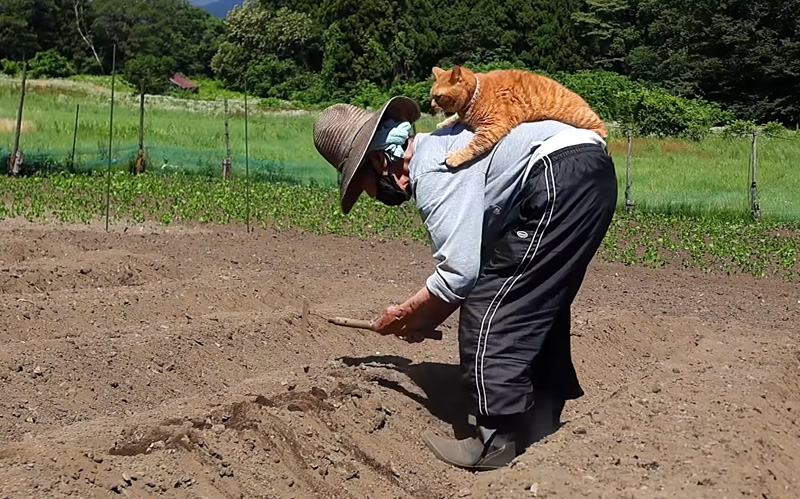 種まきするおばあちゃんを応援する猫