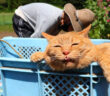 種まきするおばあちゃんを応援する猫
