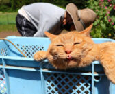 おばあちゃんと一緒に畑に行って、秋大根の種まきをお手伝いする猫さん。可愛い声で種まきを応援する様子にホッコリ♪