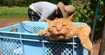 種まきするおばあちゃんを応援する猫
