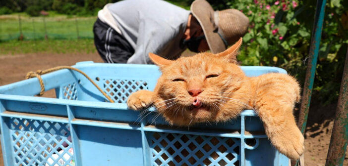種まきするおばあちゃんを応援する猫
