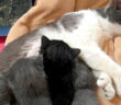 母猫と子猫達