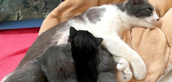 母猫と子猫達