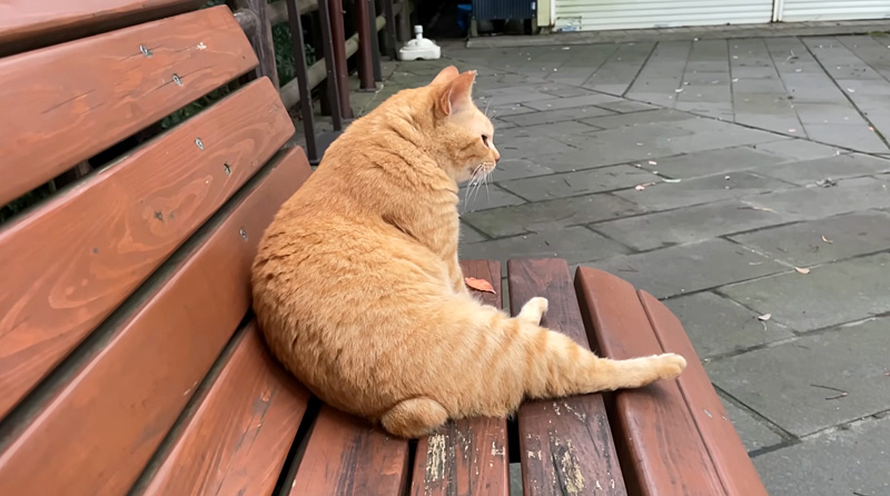 隣に座ってきた猫