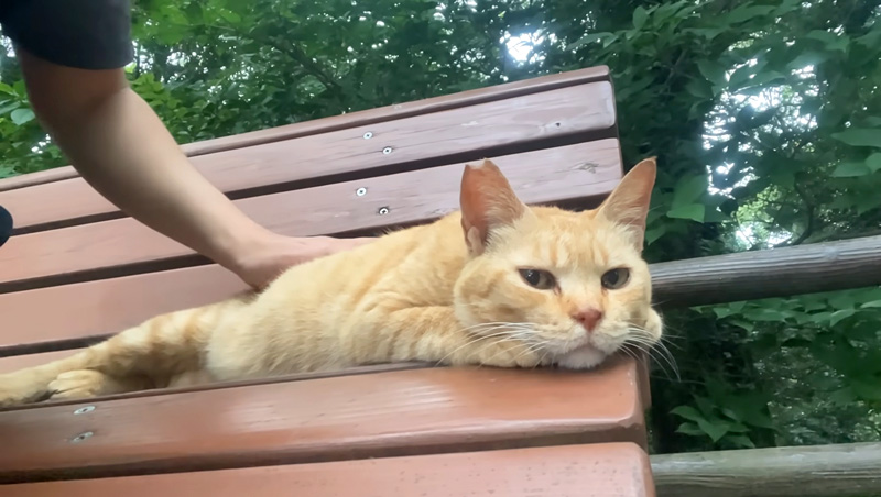 ナデナデを堪能する猫