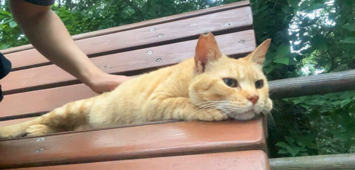 ナデナデを堪能する猫