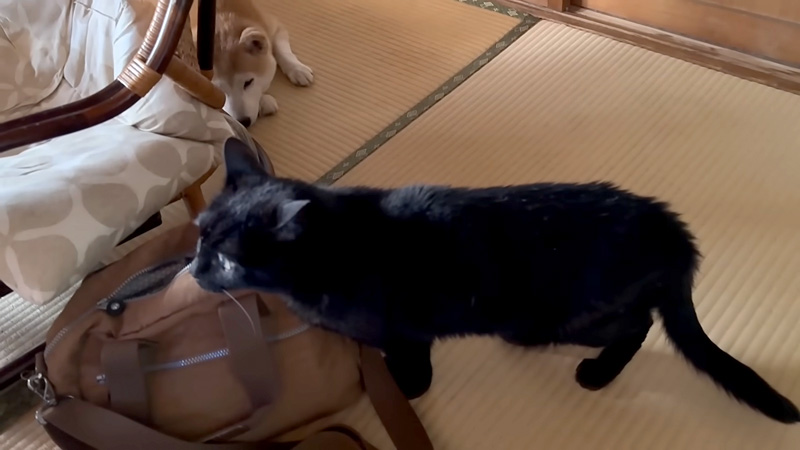 地震に慌てる犬と猫