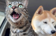 突然の地震で避難した犬と猫