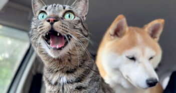 突然の地震に柴犬と猫達が緊急避難! 安全な場所で徐々に気持ちを落ち着かせていく様子にホッとする 突然の地震で避難した犬と猫
