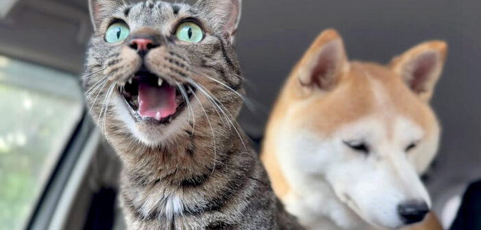 突然の地震で避難した犬と猫