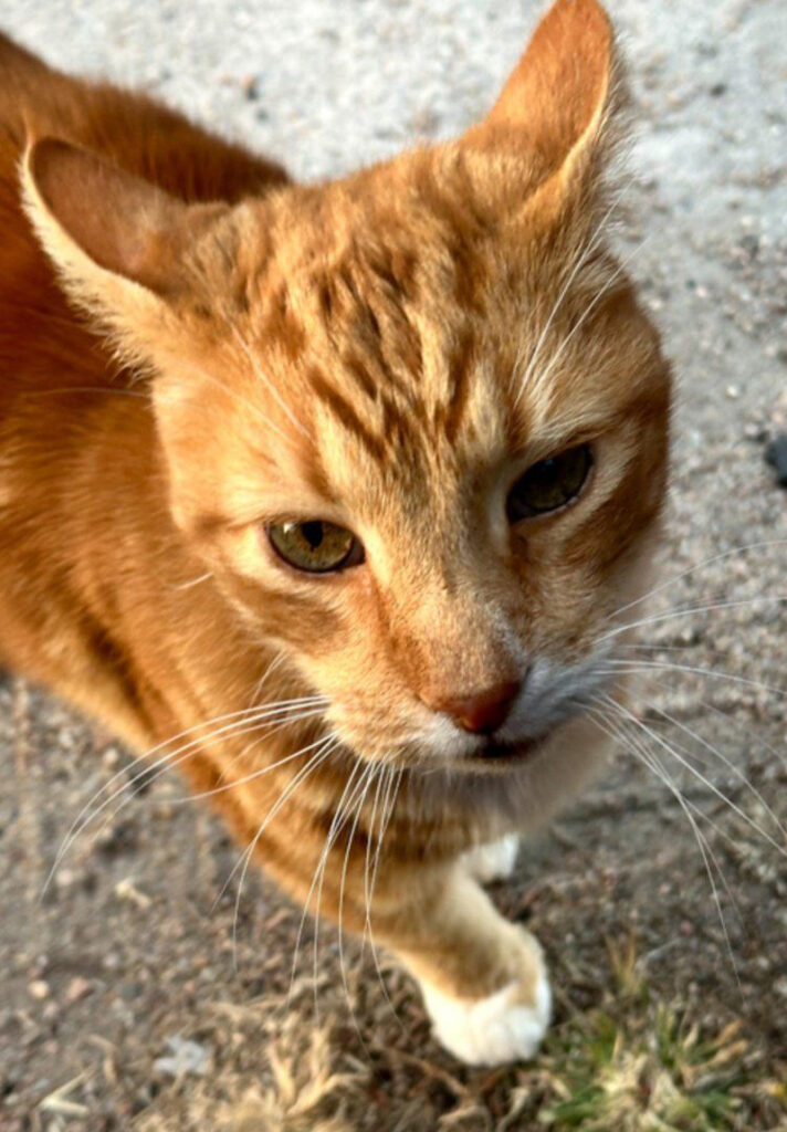 トレーラーパークで暮らしていた老猫