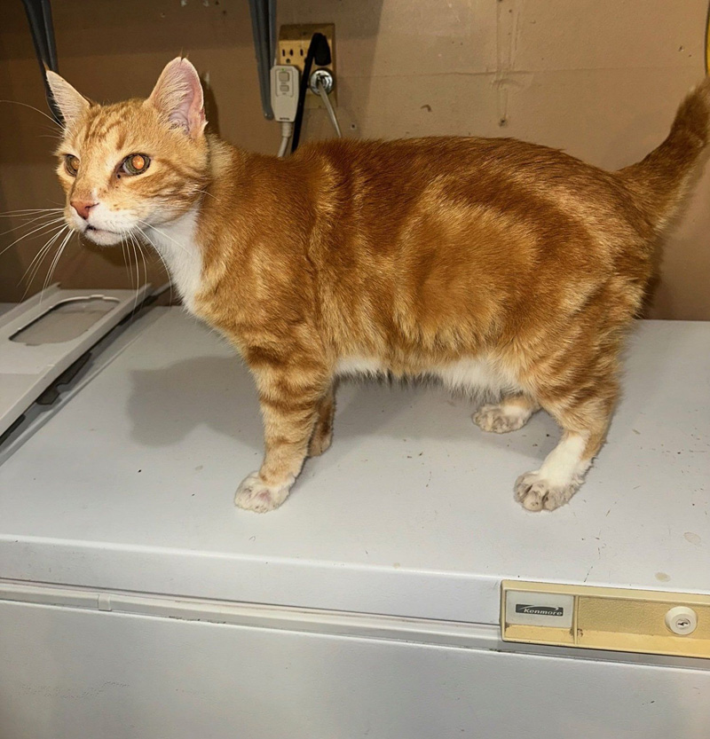 保護された老猫