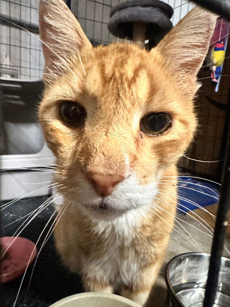 幸せになった老猫
