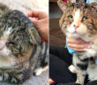 保護された猫