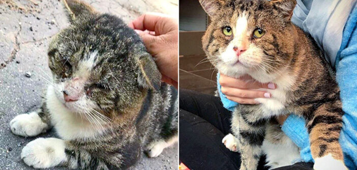 保護された猫