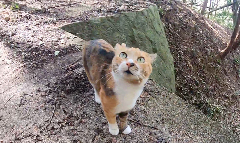 裏山を散歩する猫