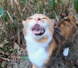 山に置いて行かれたと思った猫
